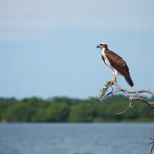 An osprey bird perched on a tree limb with water and fishing activity in the background