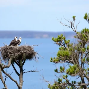 A pair of ospreys nesting in the Chesapeake Bay with visible young chicks.