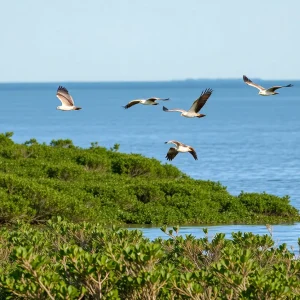 Ospreys flying above Chesapeake Bay