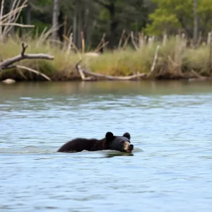 A black bear swimming in the North Landing River, Virginia Beach.